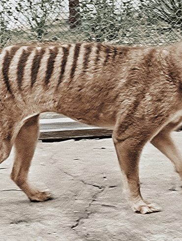 Scientists Make Strides in Reviving the Extinct Tasmanian Tiger Through Advanced Genetic Research