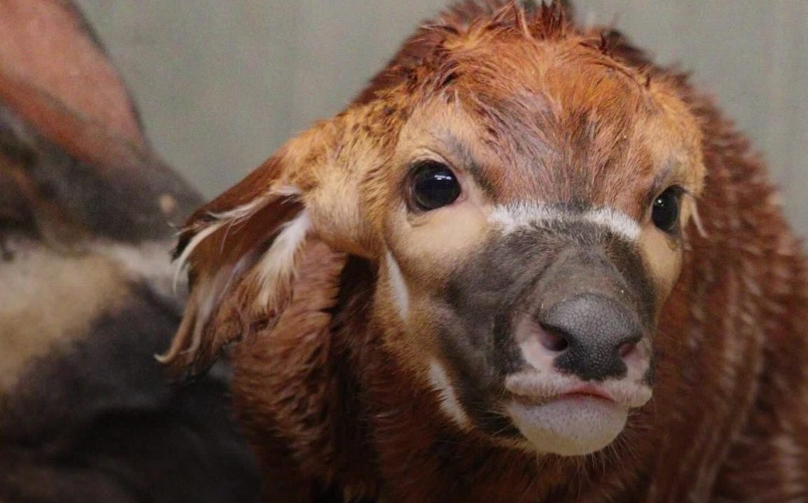 Successful Birth of Eastern Mountain Bongo Calf at Woburn Safari Park Boosts Conservation Efforts for Critically Endangered Species