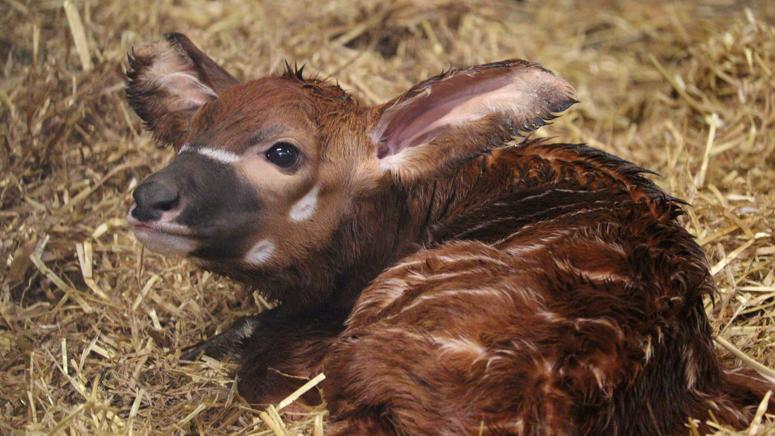 Successful Birth of Eastern Mountain Bongo Calf at Woburn Safari Park Boosts Conservation Efforts for Critically Endangered Species