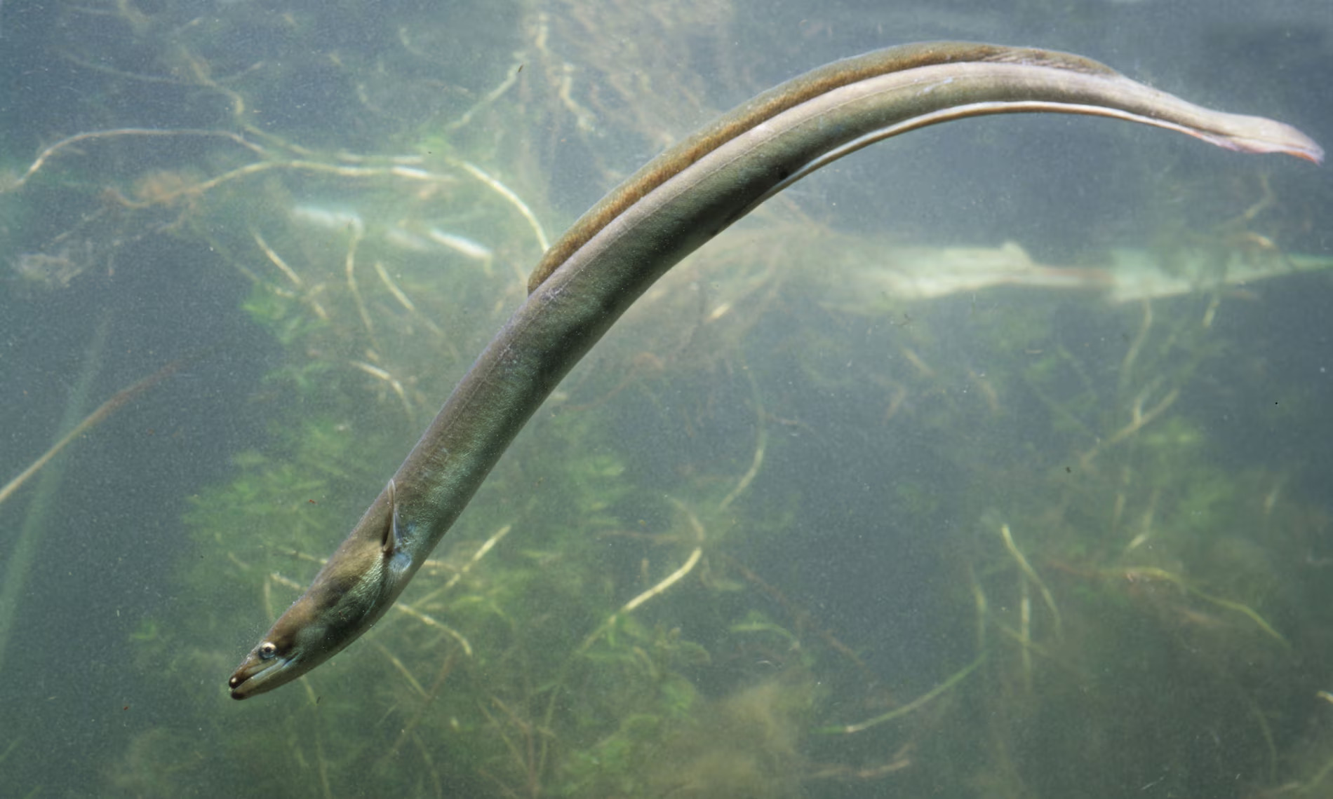 Surge in European Eel Exports from Severn Estuary Raises Conservation Alarm