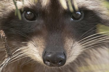 Woman Overwhelmed by 100 Aggressive Raccoons Calls 911 After Decades of Feeding Wildlife