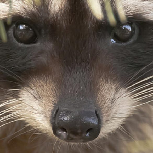 Woman Overwhelmed by 100 Aggressive Raccoons Calls 911 After Decades of Feeding Wildlife