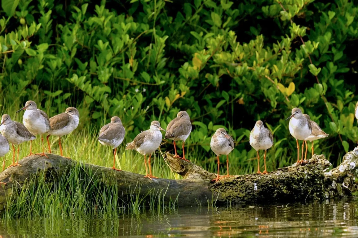 World Leaders Convene in Colombia to Tackle Biodiversity Loss with Key Habitat Restoration Strategies