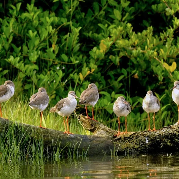 World Leaders Convene in Colombia to Tackle Biodiversity Loss with Key Habitat Restoration Strategies