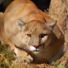 Boulder Warns of Increased Mountain Lion Activity, Urges Safety as Winter Approaches