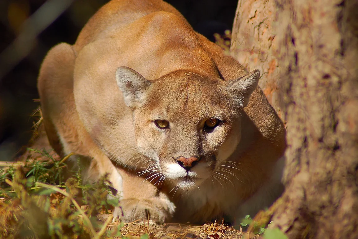 Boulder Warns of Increased Mountain Lion Activity, Urges Safety as Winter Approaches