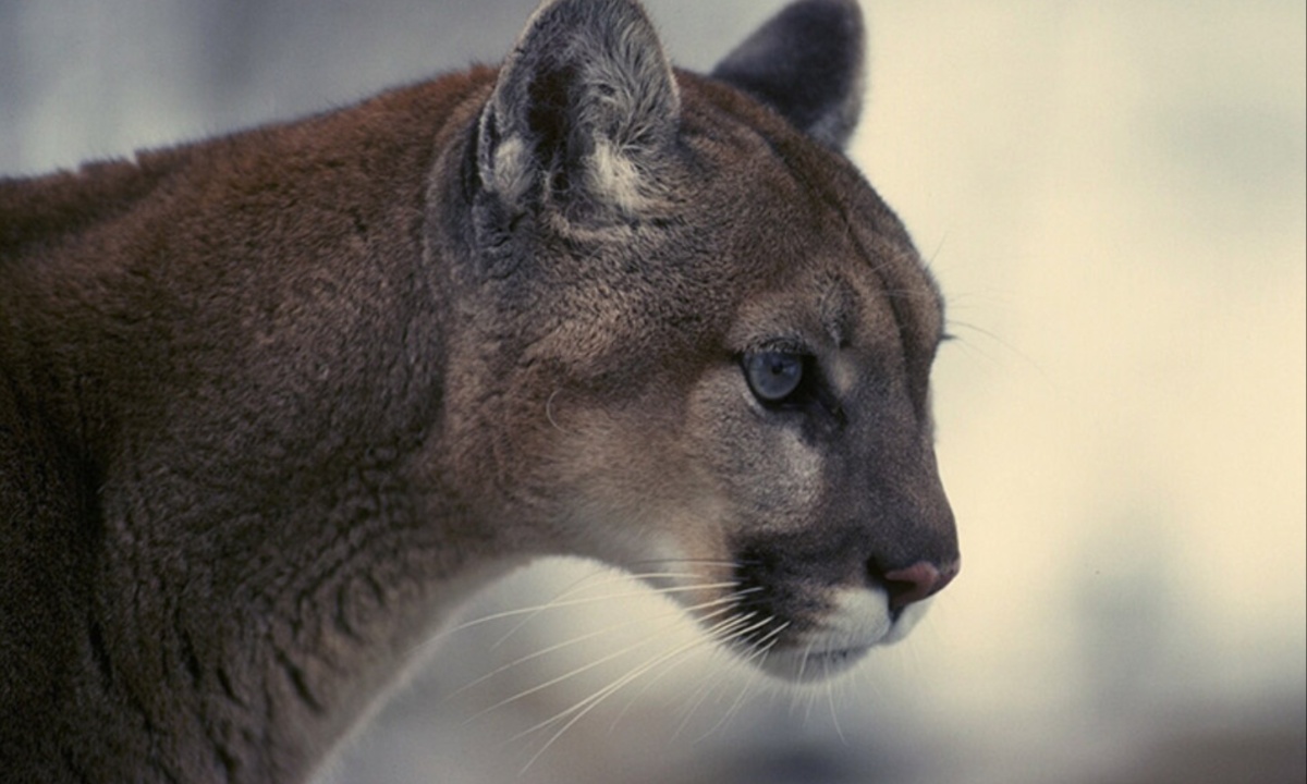 Boulder Warns of Increased Mountain Lion Activity, Urges Safety as Winter Approaches