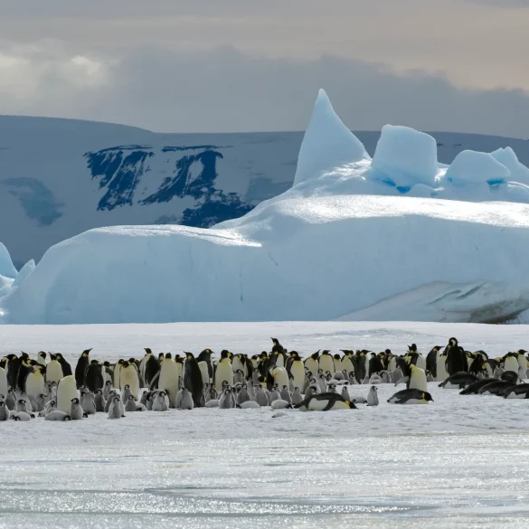 China and Russia Join Forces to Undermine Antarctic Conservation Efforts and Protect Marine Ecosystems