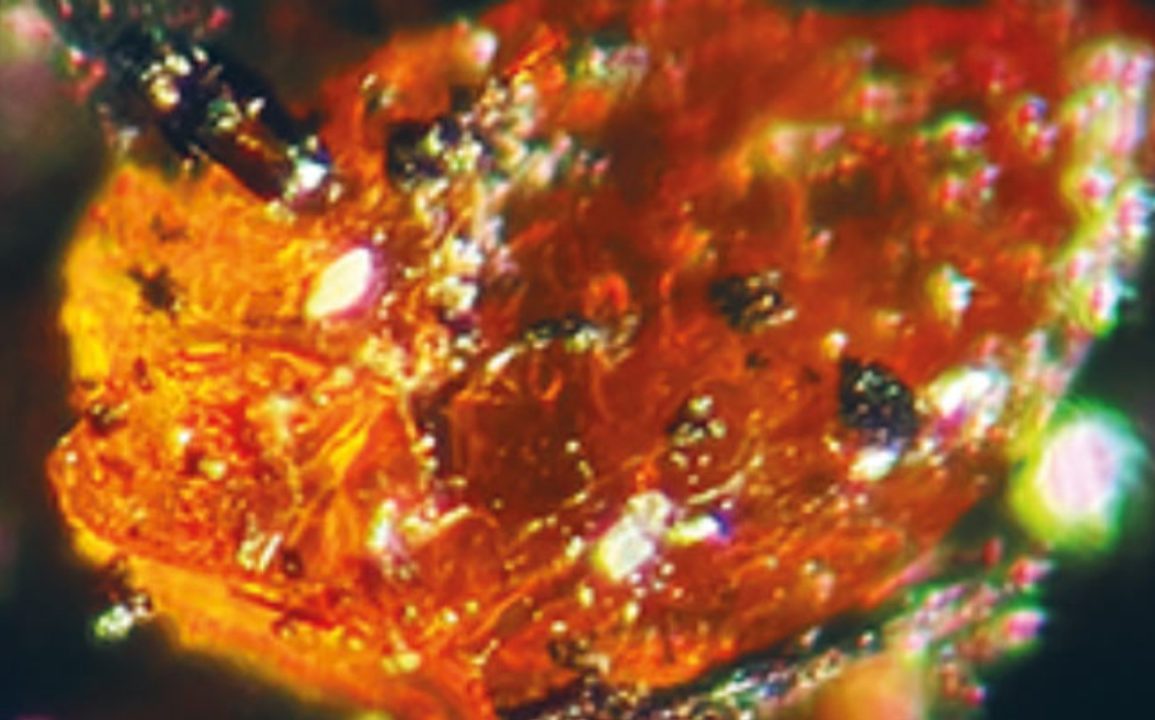 Discovery of Amber in Antarctica Sheds Light on Ancient Swampy Forests and Climate