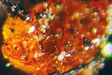 Discovery of Amber in Antarctica Sheds Light on Ancient Swampy Forests and Climate