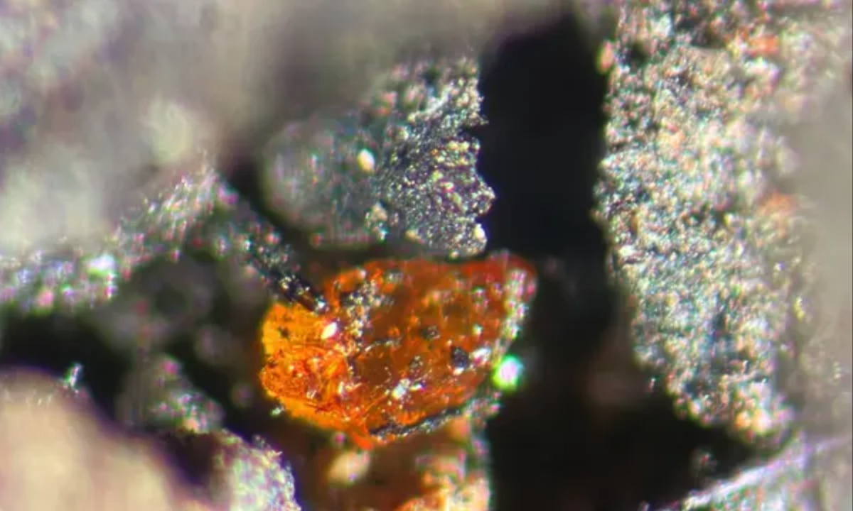 Discovery of Amber in Antarctica Sheds Light on Ancient Swampy Forests and Climate