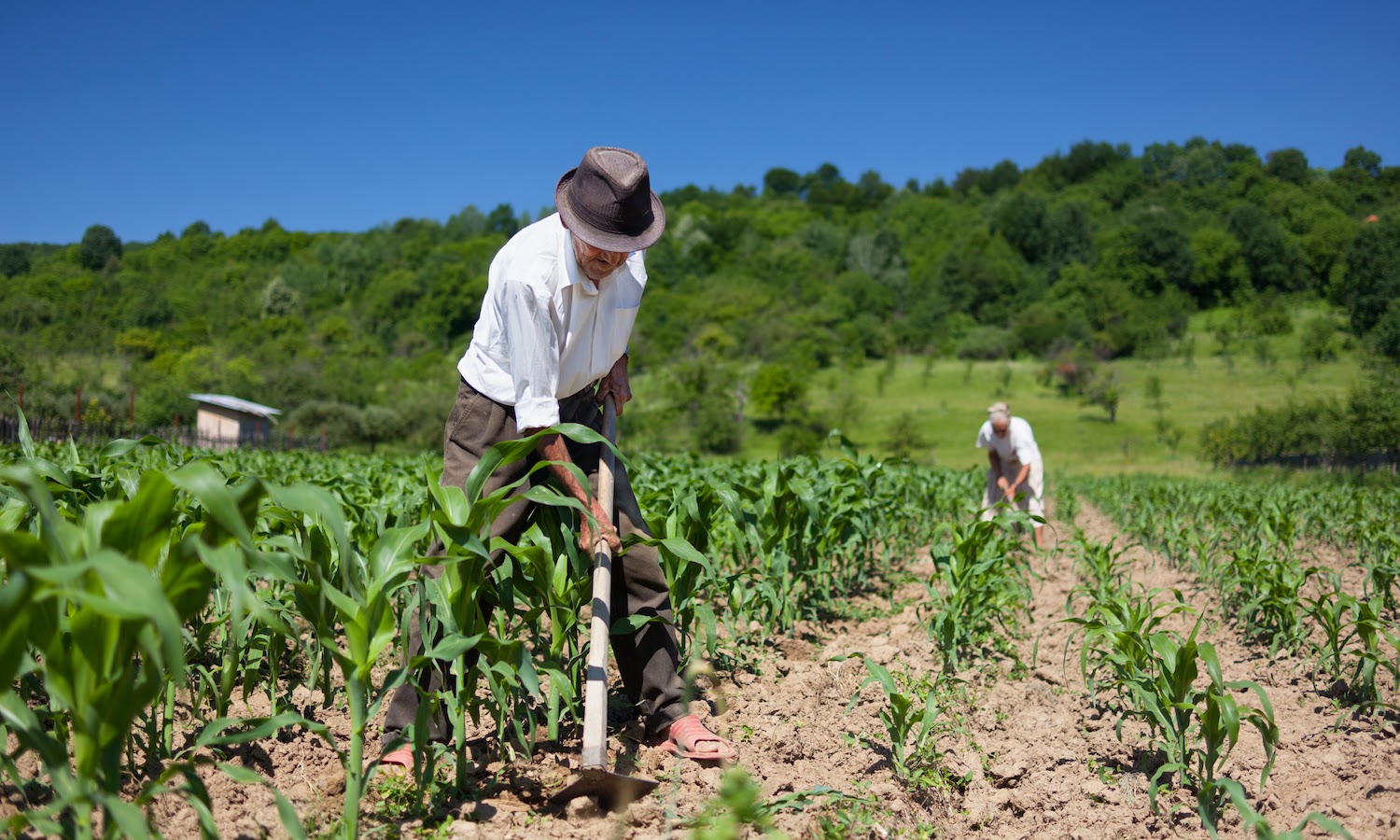 EU Faces Pressure to Reform Agriculture Amid Environmental Concerns and Farmer Pushback