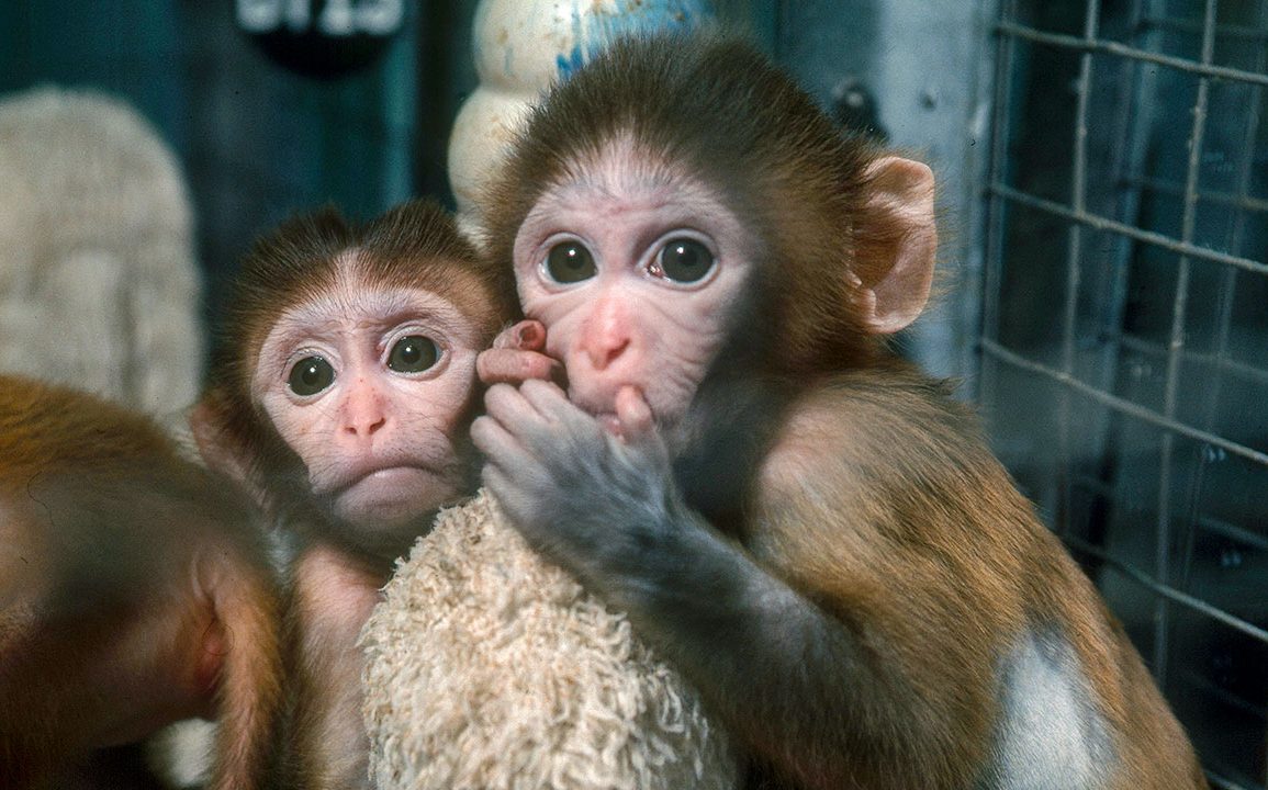 Escape of Rhesus Macaques Highlights Their Vital Role in Scientific Research and Ethical Debates