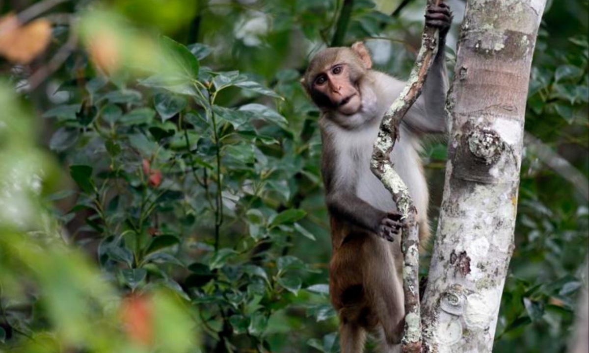 Escape of Rhesus Macaques Highlights Their Vital Role in Scientific Research and Ethical Debates