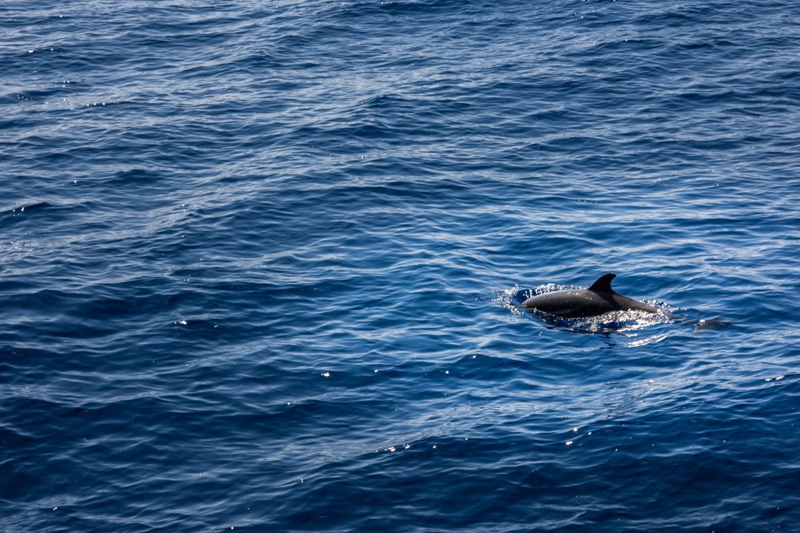 Federal Investigation Launched After Butchered Dolphin Remains Found on New Jersey Beach