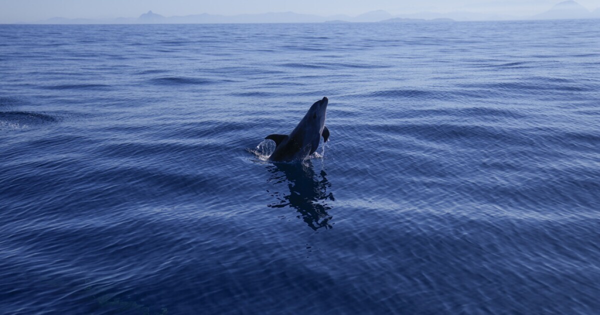 Federal Investigation Launched After Butchered Dolphin Remains Found on New Jersey Beach