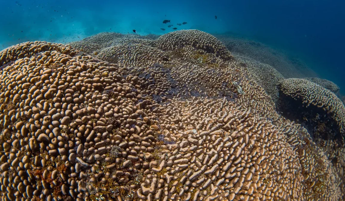 Massive Coral Found in Solomon Islands World’s Largest Coral Offers Insight Into Ocean Health Amid Climate Threats