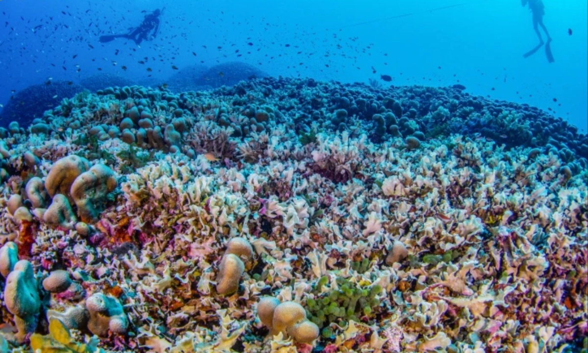 Massive Coral Found in Solomon Islands World’s Largest Coral Offers Insight Into Ocean Health Amid Climate Threats