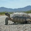 Mojave National Preserve Launches Tortoise Fencing Project to Protect Desert Reptiles from Road Traffic