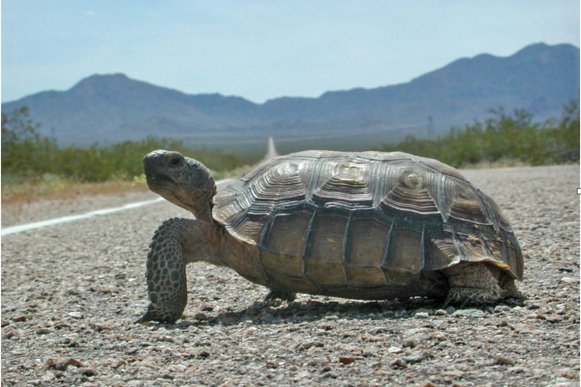 Mojave National Preserve Launches Tortoise Fencing Project to Protect Desert Reptiles from Road Traffic