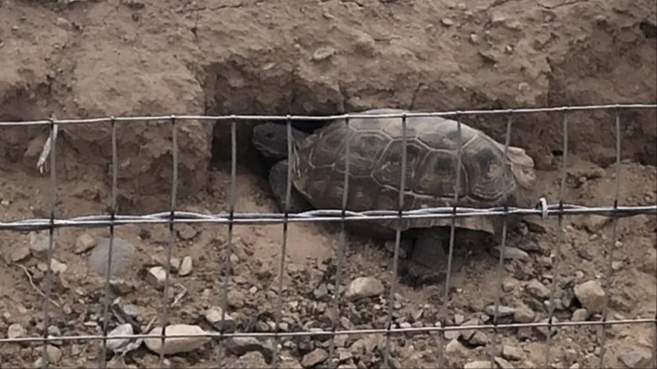 Mojave National Preserve Launches Tortoise Fencing Project to Protect Desert Reptiles from Road Traffic