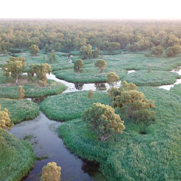 Murrumbidgee River Faces Severe Water Loss, Threatening Wetlands and Biodiversity, UNSW Study Reveals