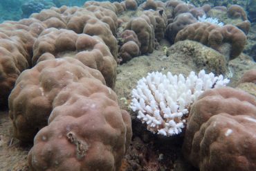 Severe Coral Loss Hits Northern Great Barrier Reef Amid Escalating Climate Impacts