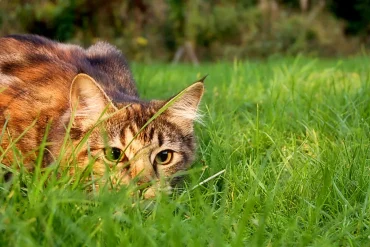 Cats Threaten Global Ecosystems as Invasive Predators Driving Extinctions and Disrupting Fragile Wildlife Populations