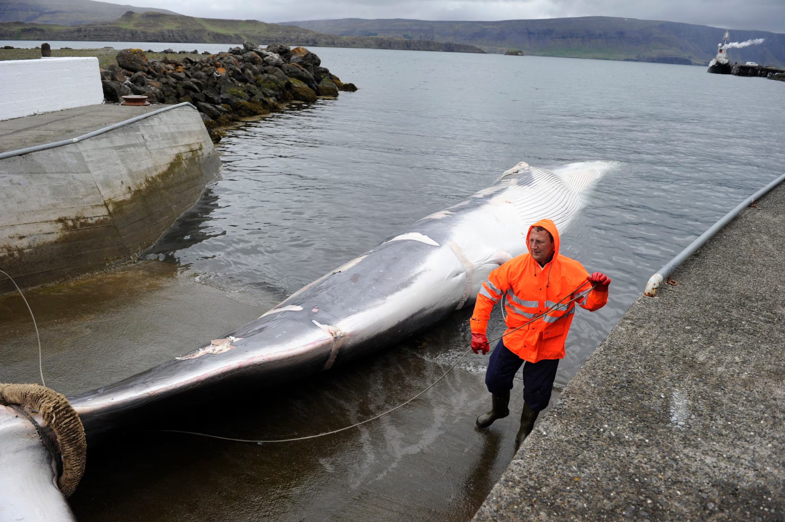 Iceland Grants Five-Year Whale Hunting Permits Amid Criticism from Animal Rights and Environmental Groups