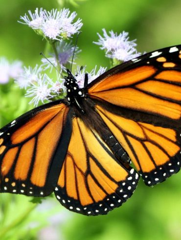 Monarch Butterfly Faces Threatened Status as Habitat Loss and Climate Change Accelerate Population Decline