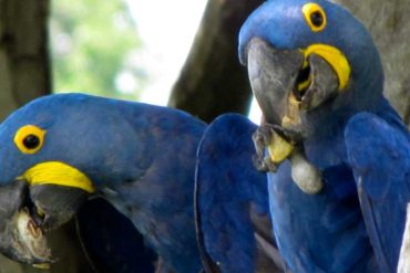 Wildlife Traffickers Exploit Social Media as Parrots and Toucans Face Rescue Efforts in Brazil