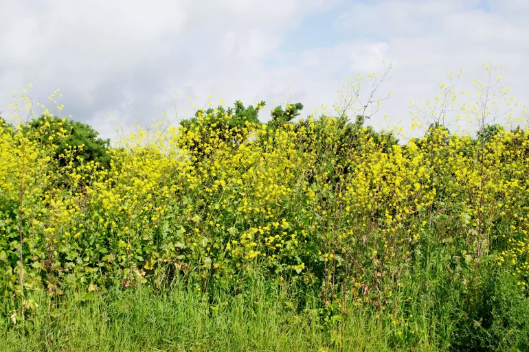 Air Pollution Severely Disrupts Insect Pollination Threatening Ecosystem Health and Food Crops