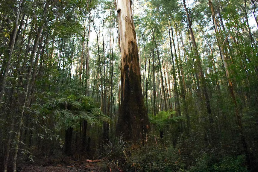 Albanese Rejects Climate Impact Assessments and Forestry Exemptions Amidst Ongoing Environmental Legislation Negotiations