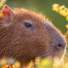 Beloved Capybara Cinnamon Escapes Telford Zoo, Search Intensifies as Public Warned