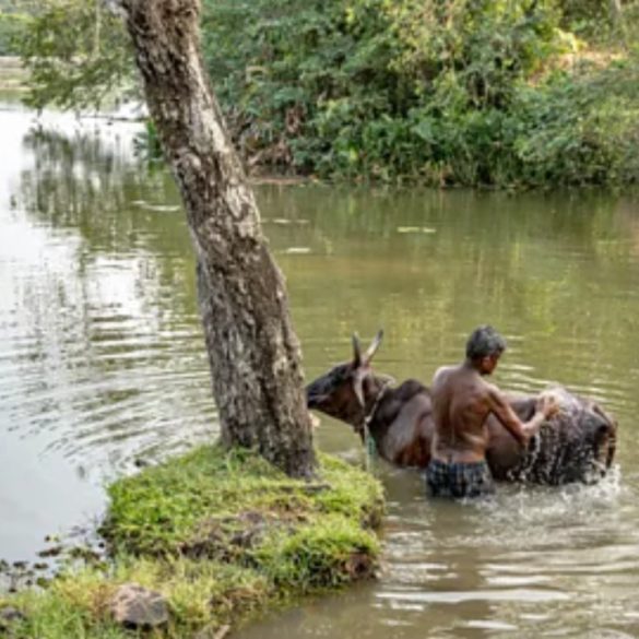 Community Restoration Revives Colombo’s Thalangama Wetland, Strengthening Flood Resilience Amid Urban Expansion