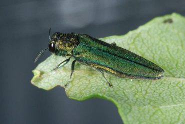 Emerald Ash Borer Confirmed in Lakewood, Threatening Colorado's Urban Forests