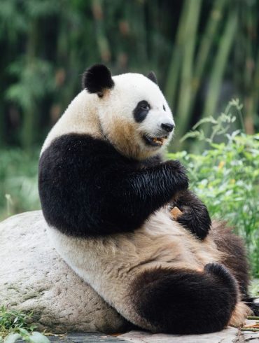 Hong Kong Welcomes Pandas An An and Ke Ke as Part of 75th Anniversary Celebrations