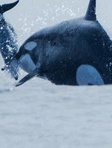 Orca Attack on Dusky Dolphin in Chilean Waters Marks First Recorded Hunt in Humboldt Current