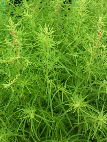 Scientist Tackles Invasive Kochia Weed Spread in Northern Canada Amid Climate Change and Herbicide Resistance