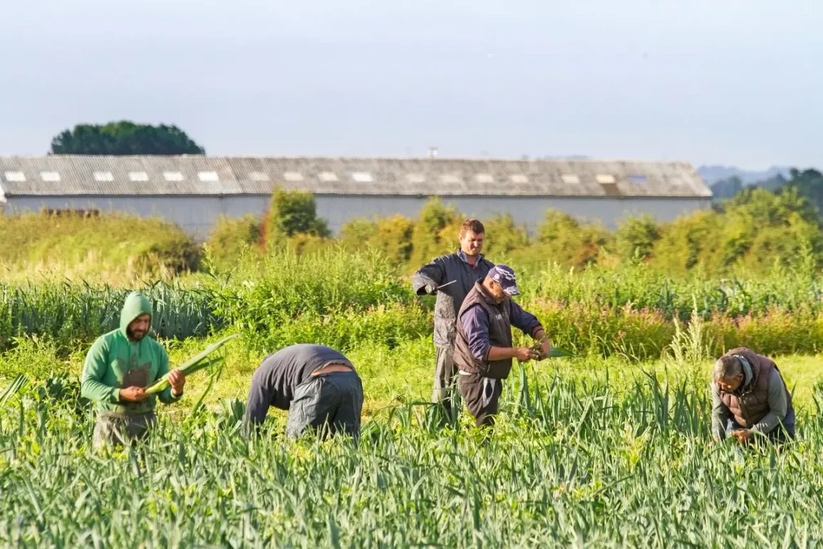 Seasonal Farm Worker in the UK Faces Exploitation and Unreasonable Targets Amidst Harsh Working Conditions