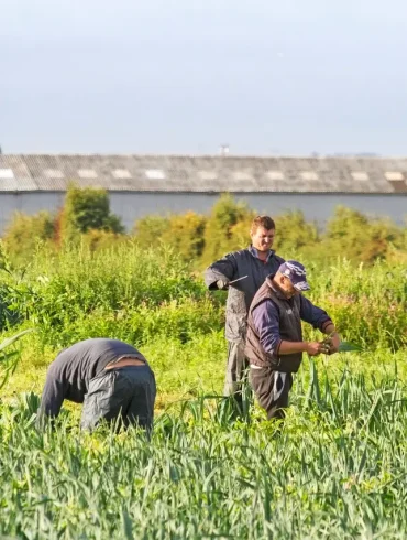 Seasonal Farm Worker in the UK Faces Exploitation and Unreasonable Targets Amidst Harsh Working Conditions