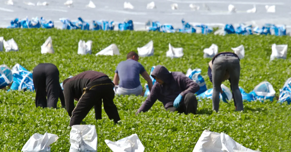 Seasonal Farm Worker in the UK Faces Exploitation and Unreasonable Targets Amidst Harsh Working Conditions