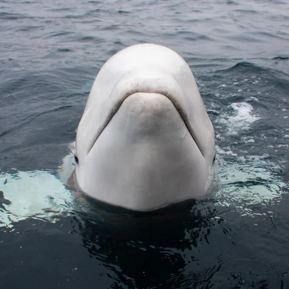 Spy Whale Hvaldimir Dies in Norway, Leaving Legacy of Curiosity and Conservation