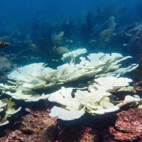 Young IVF-Bred Corals Show Remarkable Resilience to Heatwaves, Outperforming Older Corals in Groundbreaking Study