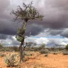 Addressing the Extinction Risk of Australian Sandalwood Amid Rising Demand and Over-Harvesting Concerns