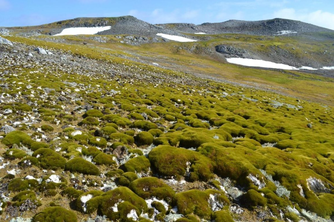 Antarctic Greening Surges Tenfold as Climate Crisis Fuels Rapid Plant Expansion, Threatening Ecosystem