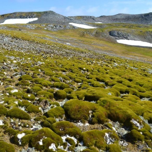 Antarctic Greening Surges Tenfold as Climate Crisis Fuels Rapid Plant Expansion, Threatening Ecosystem