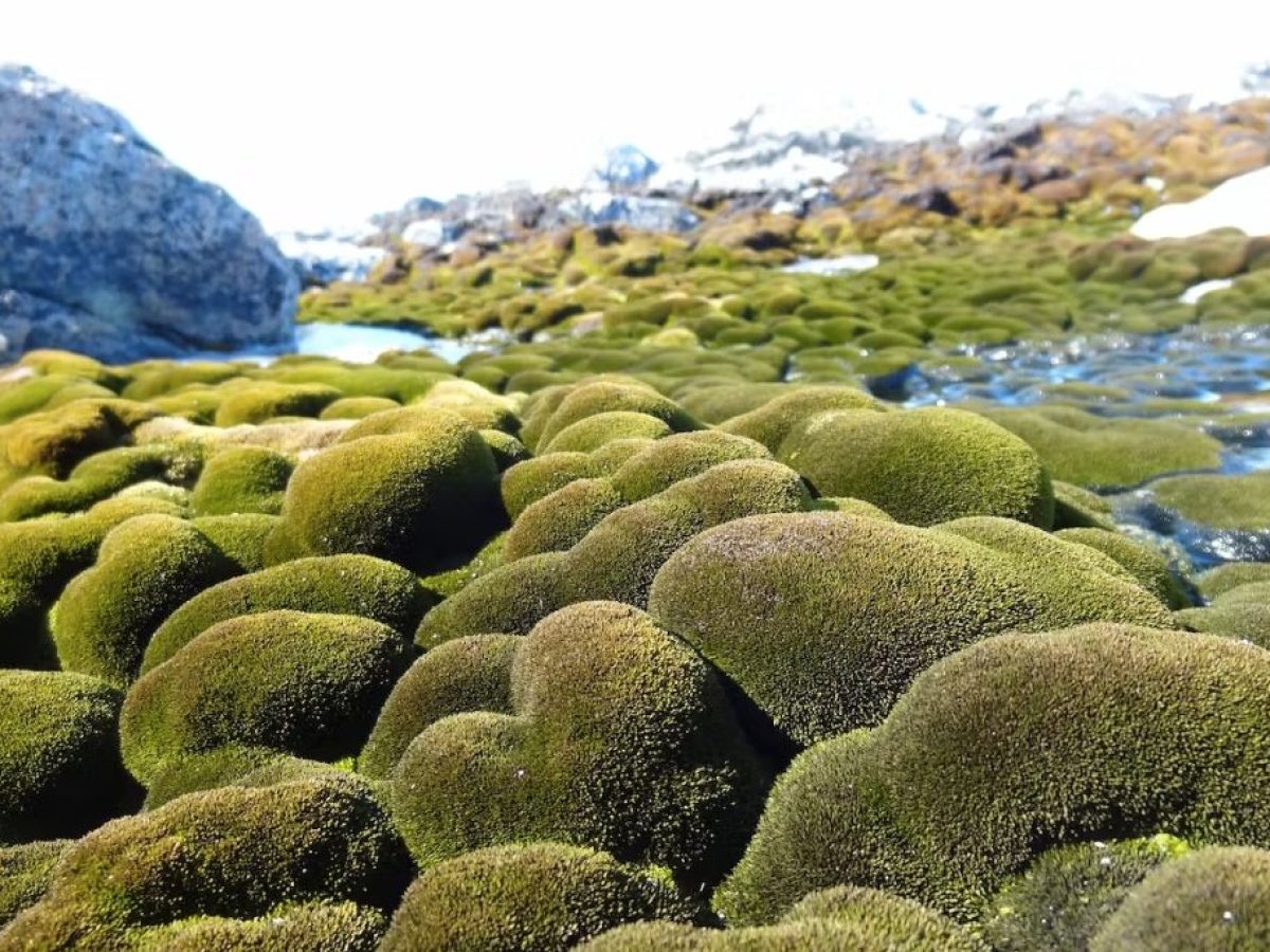 Antarctic Greening Surges Tenfold as Climate Crisis Fuels Rapid Plant Expansion, Threatening Ecosystem