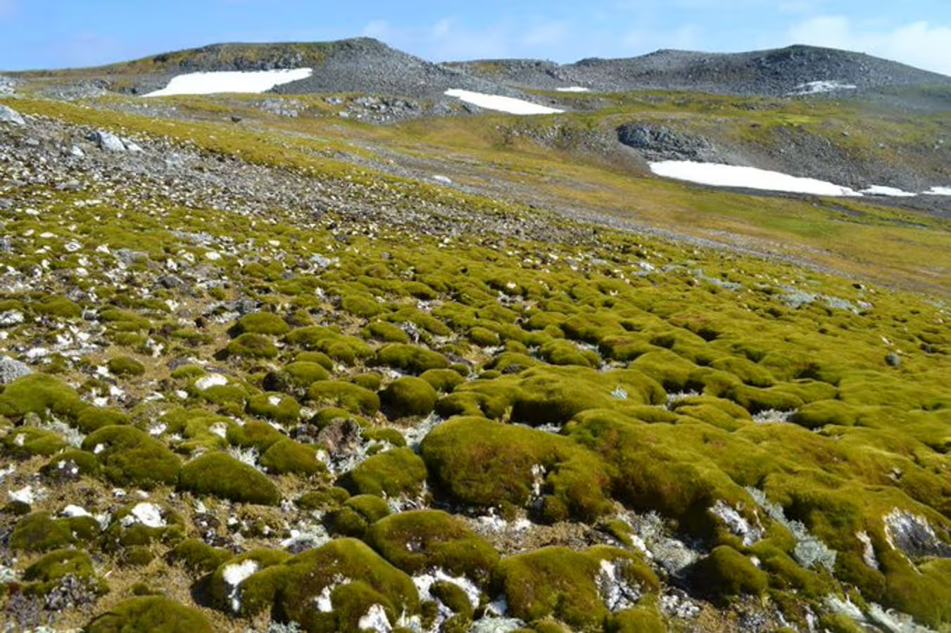 Antarctic Peninsula Experiences Dramatic Greening Due to Accelerated Warming and Climate Change