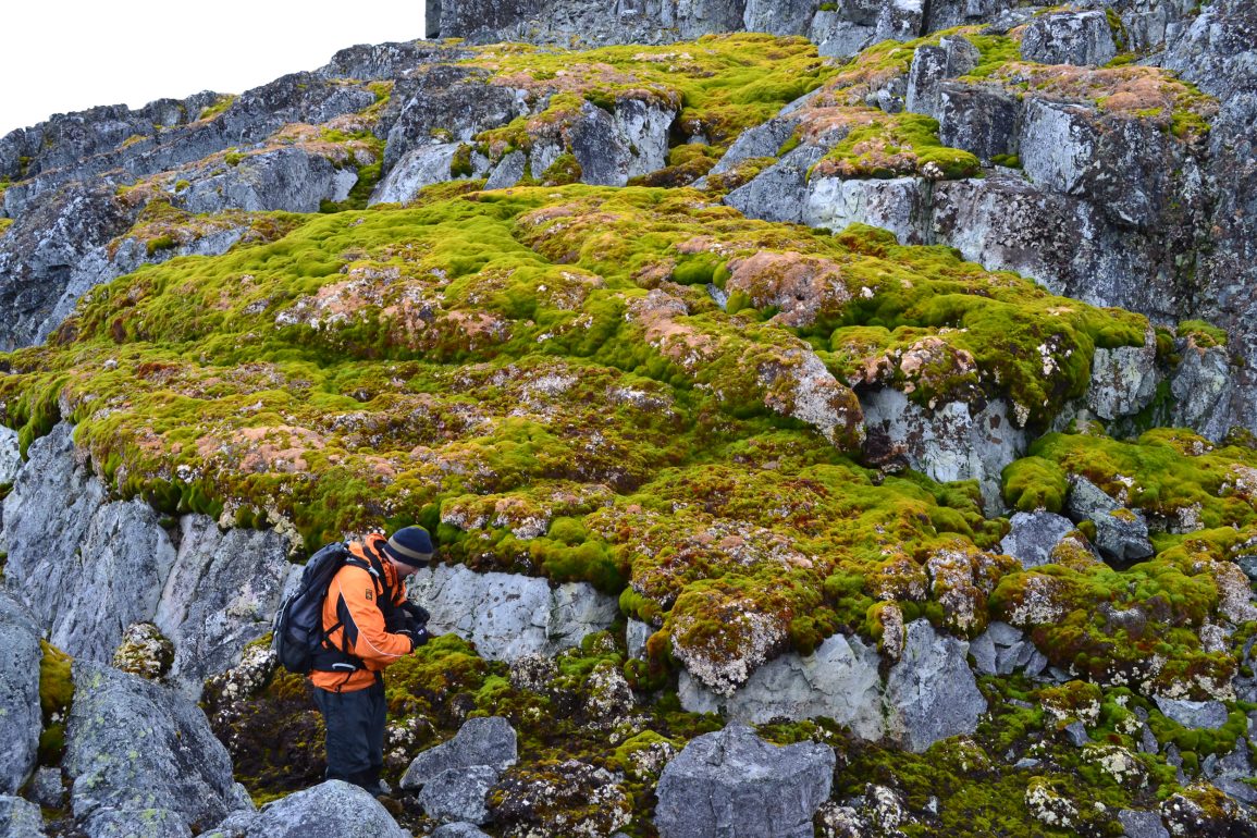 Antarctic Peninsula Experiences Dramatic Greening Due to Accelerated Warming and Climate Change